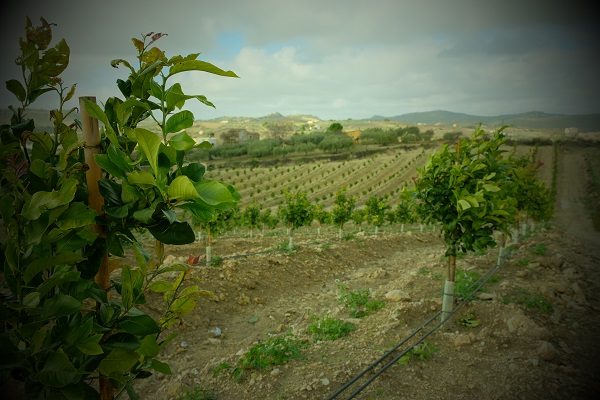 immagini-copertina-4