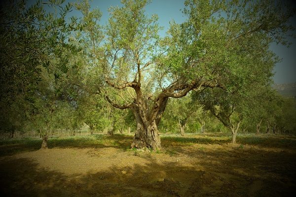 uliveto1-1